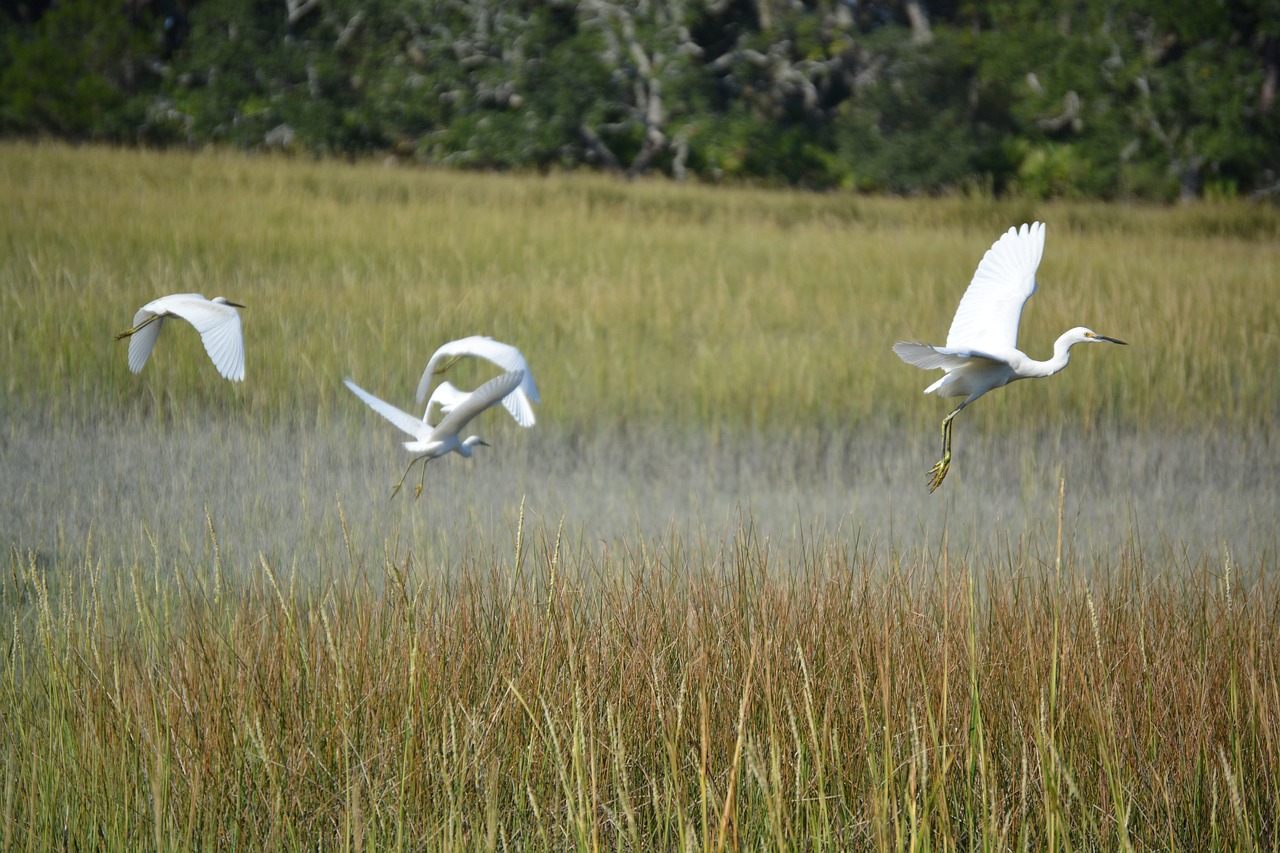 Jekyll Island Adventure 8 Days